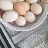 تخم مرغ سلطان