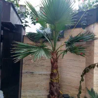 درخت پالم و کاج مطبق