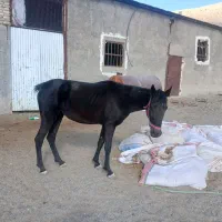 مادیان مشکی ۲۶ماه شجره دار|اسب و تجهیزات اسب‌سواری|ماهیدشت, |دیوار