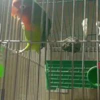 طوطی برزیلی نر و یک جفت مرغ عشق|پرنده|اندیشه, شهرک مریم|دیوار