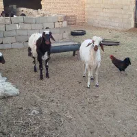 5 راس بره قوچی|حیوانات مزرعه|یونسی, |دیوار