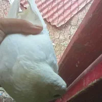 کفتر های باخت رفته