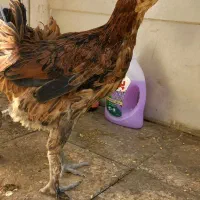 مرغ گلین لری|حیوانات مزرعه|شیراز, شهرک کوشکک|دیوار