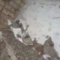 ۱۳ عدد کفتر ساعتی|پرنده|جوادآباد, |دیوار