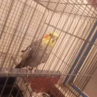 عروس هلندی سخنگو باقفس