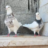 کبوتر|پرنده|خورموج, |دیوار