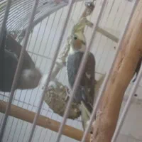 عروس هلندی جفت رو جوجه|پرنده|تهران, پرستار|دیوار