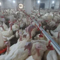 بوقلمون گوشتی