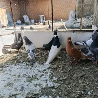 ماده بهبهانی|پرنده|شیراز, کوزه گری|دیوار