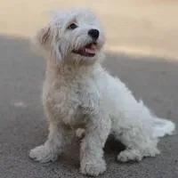 شیتزو تریر ۷ ماهه