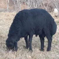 قوچ قره قزل دو دندان