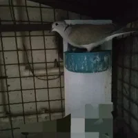 کبوتر خانگی کلایی نر