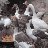 تخم غاز محلی نطفه دار وغاز محلی|حیوانات مزرعه|لیسار, |دیوار