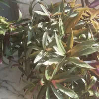 فروش گل طبیعی
