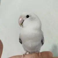 طوطی برزیلی ـ کوتوله