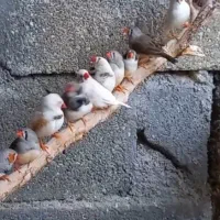 فنچ