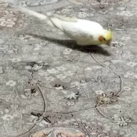 عروس هلندی شیطون|پرنده|تهران, بازار|دیوار