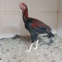 مرغ و خروس لاری