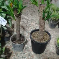 تعویض پسماند یا ضایعات با گل و گلدان|گل و گیاه طبیعی|ایلام, |دیوار