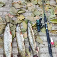 چوب و چرخ ماهیگیری|ماهیگیری|مریوان, |دیوار