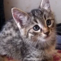 بچه گربه کوچولو یک عدد سفید و یکی پلنگی