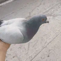 حیوانات|پرنده|مشهد, رده|دیوار