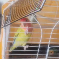 کوتوله برزیلی