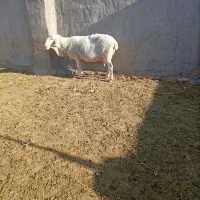 میش سیاه و سفید|حیوانات مزرعه|ندوشن, |دیوار