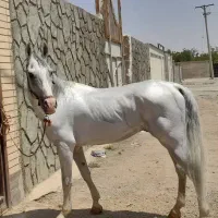 اسب کرد / کره سیروان لارتی