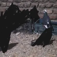 پلنگ|پرنده|کرباسک, |دیوار