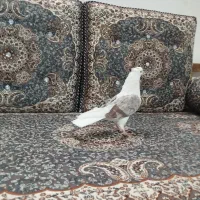 کبوتر دوکت سرور|پرنده|قم, شهرک فاطمیه|دیوار