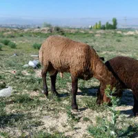 قوچ همو|حیوانات مزرعه|بجنورد, |دیوار