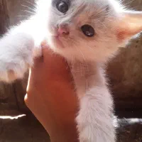 گربه  سیاه سفیدهه  خوشگل بازیگوش  خیلی باهوش