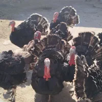 بوقلمون|حیوانات مزرعه|بناب, |دیوار