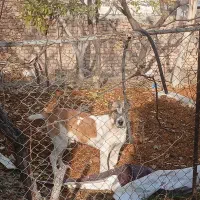 توله سگ|سگ|ساوه, |دیوار