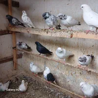 کبوتر|پرنده|رشت, تازه آباد|دیوار