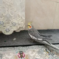 عرو. س نر سخنگو