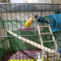 طوطی برزیلی جفت فیشر