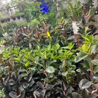 نیازمند همکار خانم جهت کار در گلستان یاس|استخدام خدمات فروشگاه و رستوران|قم, هفت تیر|دیوار