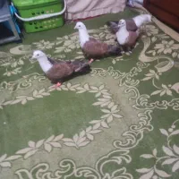 چهارتا کلاغ کربلایی نر