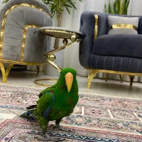 طوطی اکلکتوس کمیاب گرانبها|پرنده|کرمانشاه, |دیوار