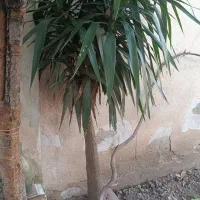 نهال انبه و یوکا