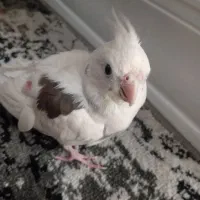 دوتا عروس هلندی|پرنده|شیروان (خراسان), |دیوار