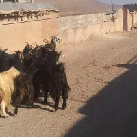 حیوانات مزرعه|حیوانات مزرعه|شیراز, اکبر آباد|دیوار