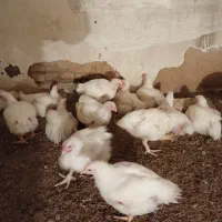 جوجه گوشتی اماده قربانی کردن