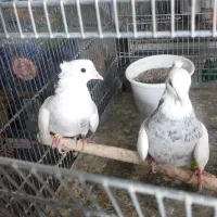 طوقی ۷رنگ|پرنده|بافق, |دیوار