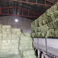 یونجه انباری چین 3و 4خشک درجه یک|عمده‌فروشی|هشتگرد, هشتگرد قدیم|دیوار