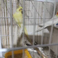 عروس هلندی مرغ عشق مرغ مینا|پرنده|شاهرود, |دیوار