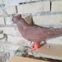 جفت دم سفیدسرخ|پرنده|رامشیر, |دیوار