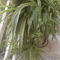 انواع گل با گلدان